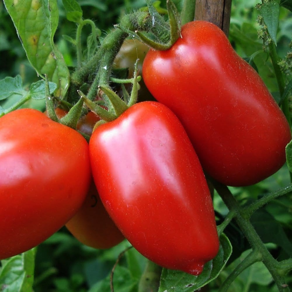 Amish Paste Tomato Seeds – Thomas' Natural Roots Llc